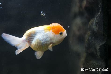 養金魚入門|如何养金鱼（包含图片）